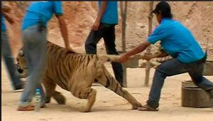 Tigre uccide domatore - meteoweek.com