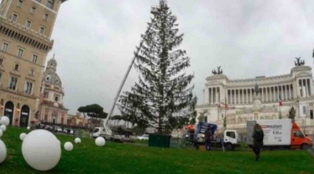 In Piazza Venezia torna Spelacchio, protagonista del Natale romano