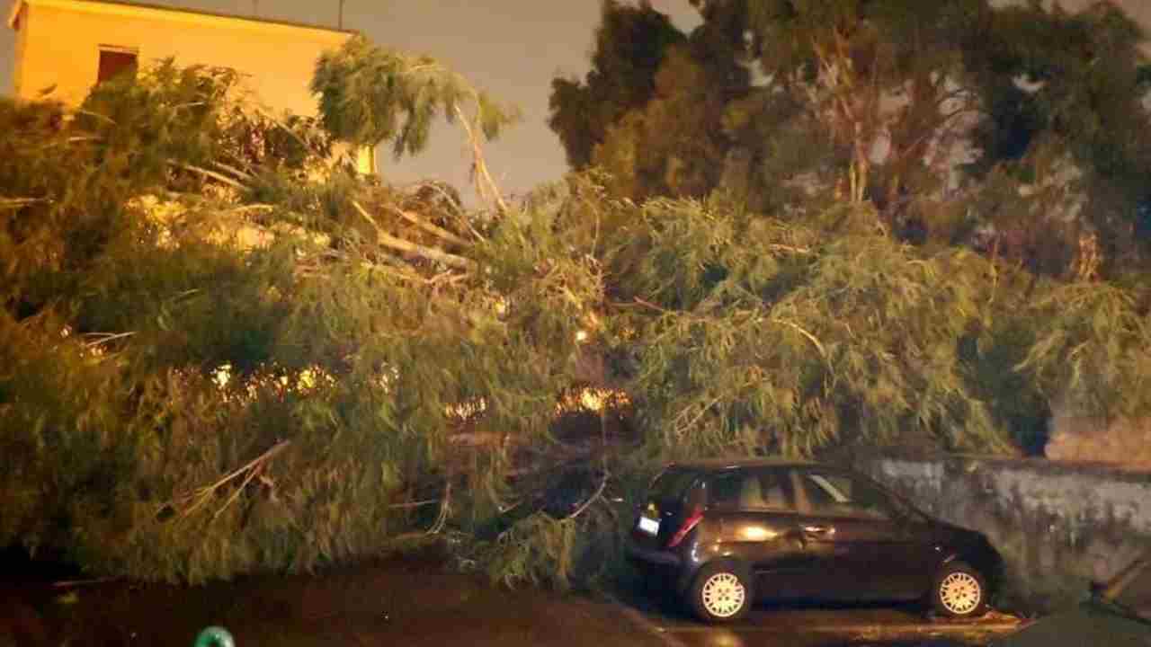 Maltempo, Pozzuoli: cade un albero sopra un bus | Ferito l'autista - meteoweek