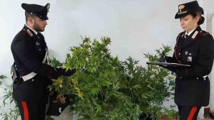 carabinieri marijuana