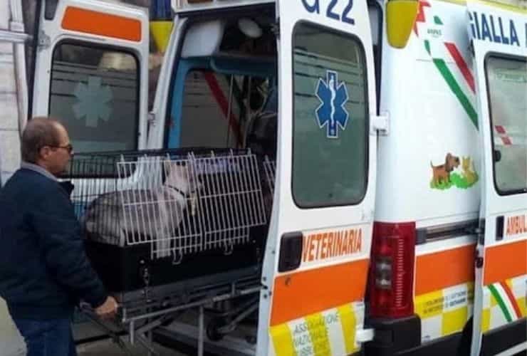 trapani - ambulanza cane