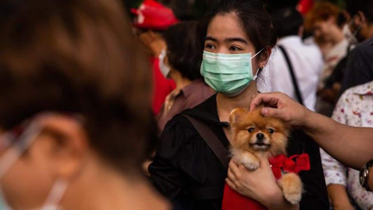 coronavirus - veterinari e animali domestici