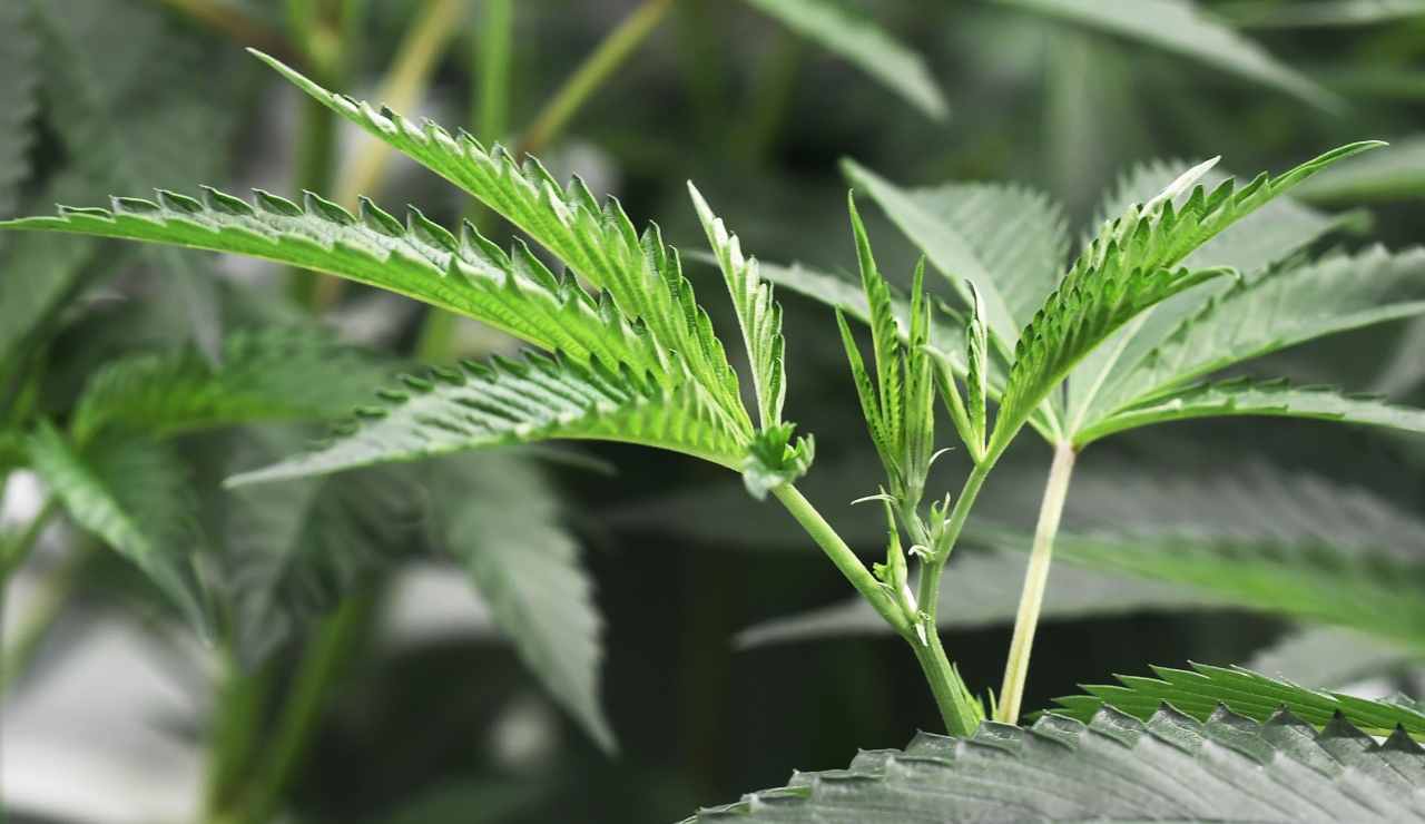 Emendamenti su cannabis light e immigrati: arriva lo stop dal Cura Italia