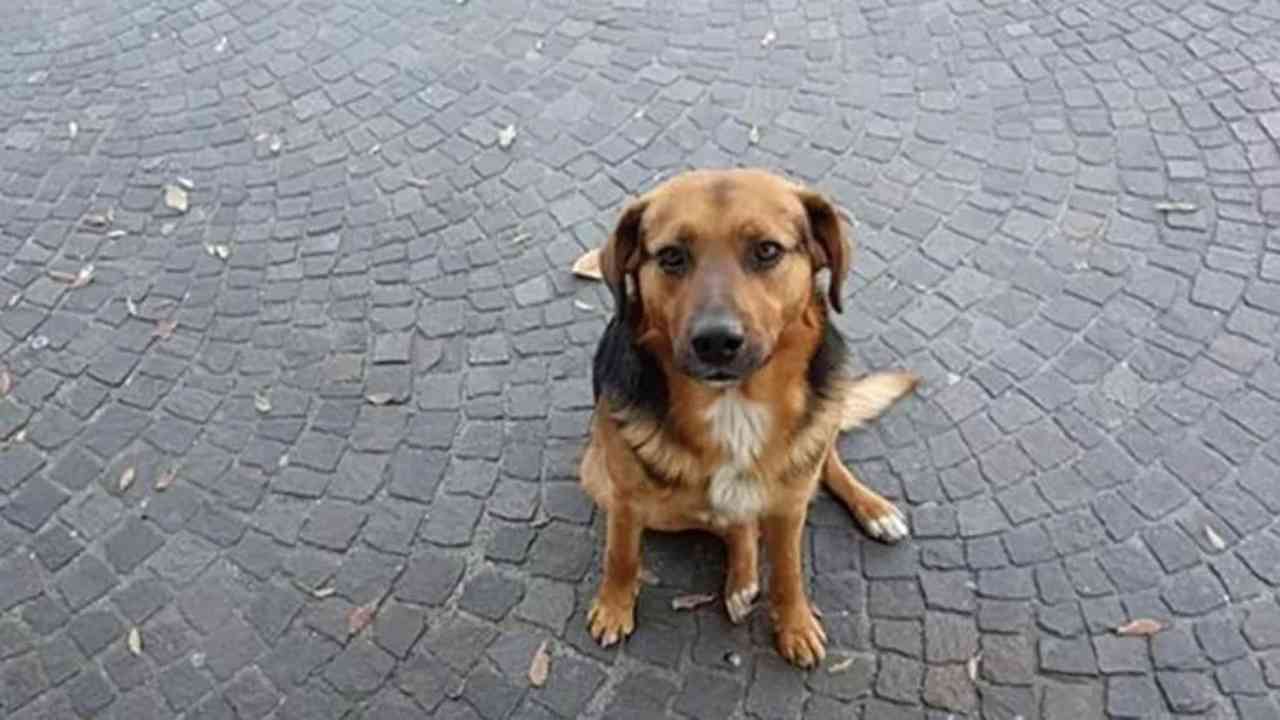 Addio A Bob Hanno Ammazzato Il Sindaco Dei Cani