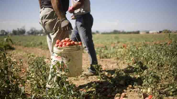 Imprenditore agricolo denunciato per sfruttamento lavoro Val di Non