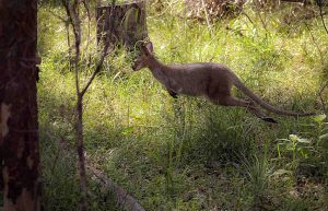 Canguro avvistato in Toscana