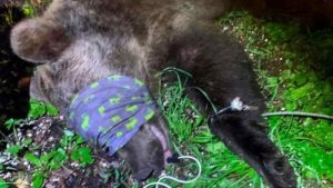 l'orso M57, l'esemplare che ha attaccato il carabiniere Diego Balasso