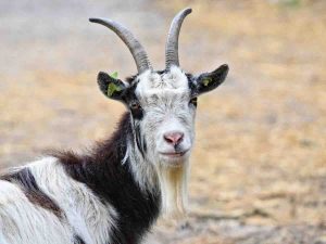 Capra infuriata Vittoria a Santa Croce Camerina