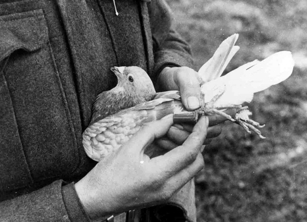 Trovato messaggio di un piccione viaggiatore di oltre 100 anni fa: risale alla Grande Guerra