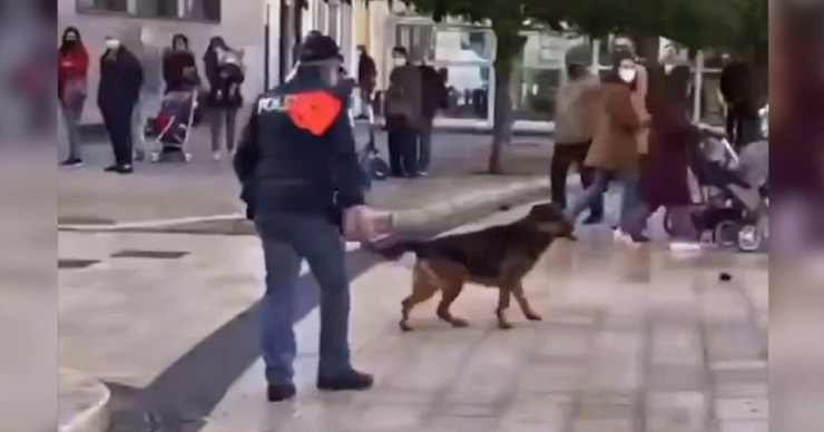 cane preso a calci da un poliziotto