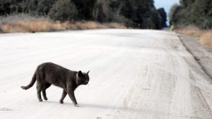 Covid, organizzano festa di compleanno per il gatto: 15 contagiati