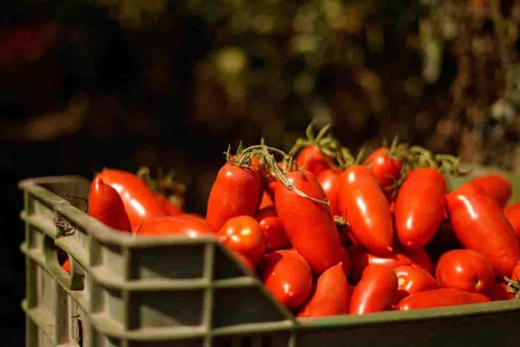 Riconoscimento del pomodoro di Napoli Igp: la Puglia si oppone