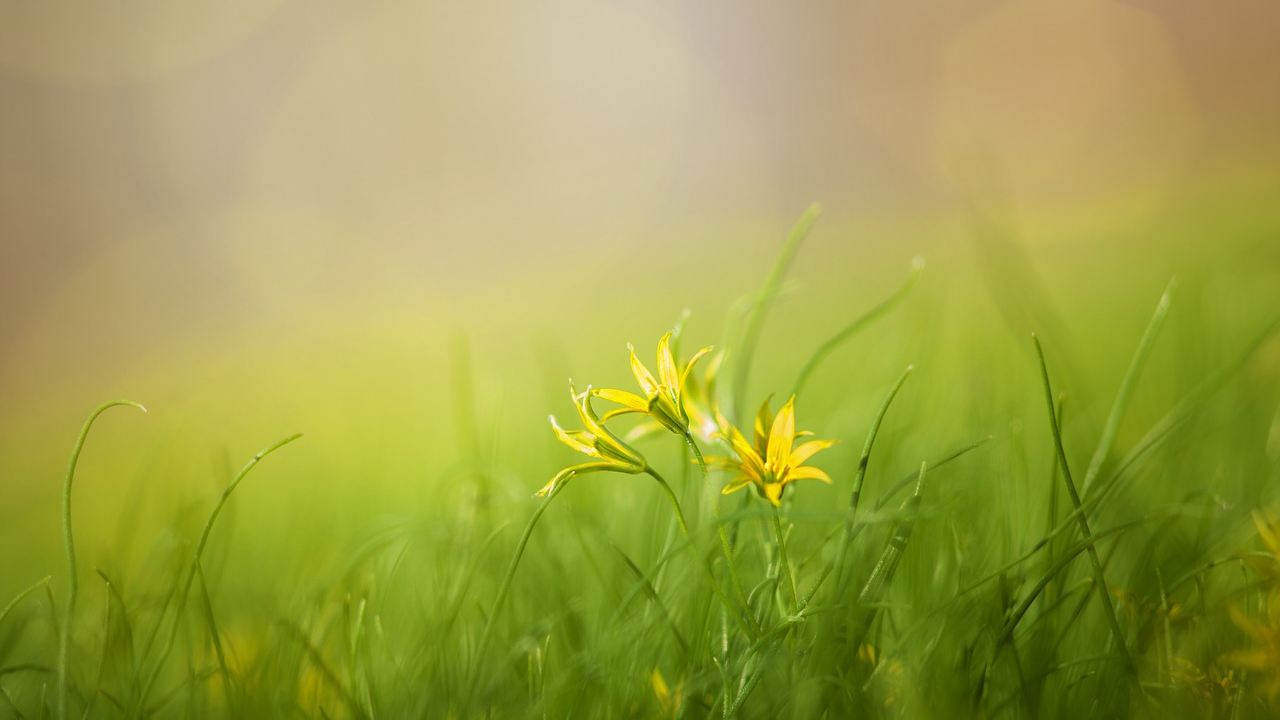 fiori - Le meraviglie della semplicità