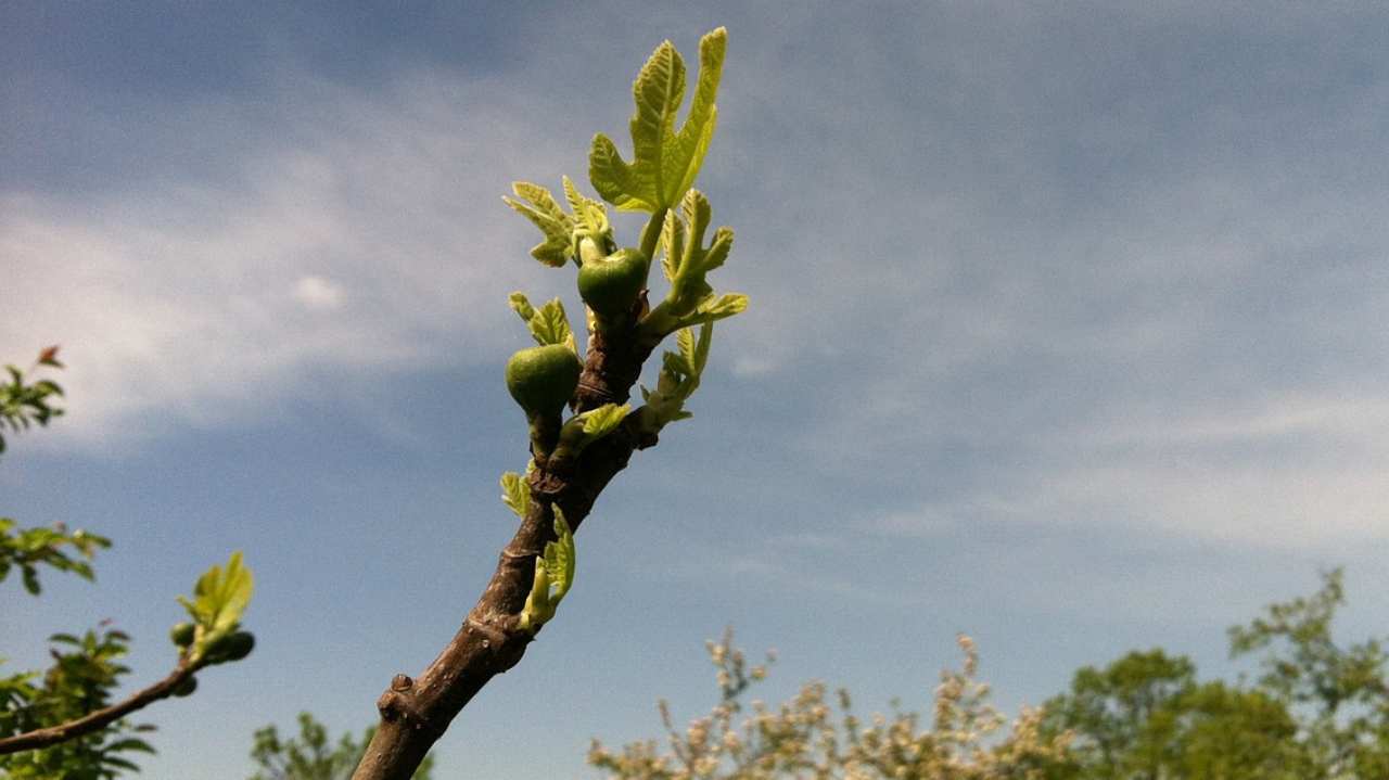 fico germoglio