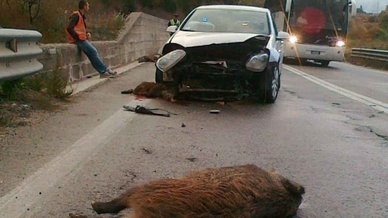 cinghiali incidente ogni 41 ore