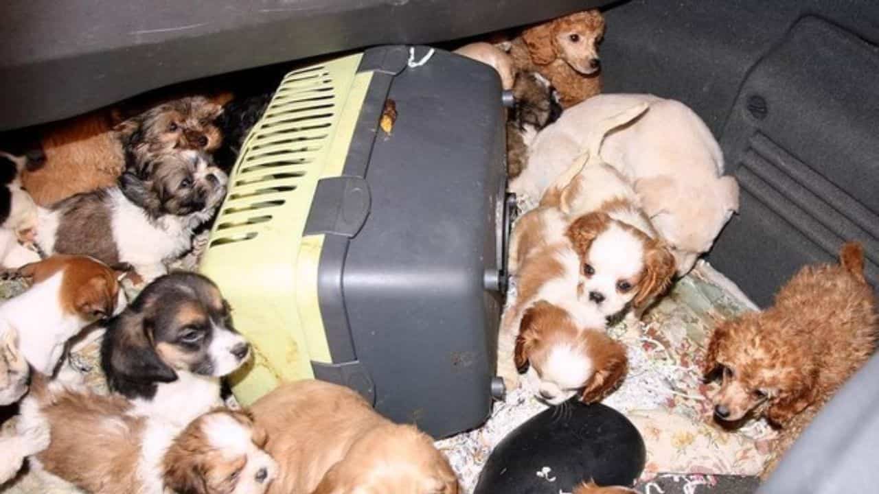 Vendevano cagnolini in stazione, erano sporchi e disidratati cinque i cuccioli salvati - meteoweek.com