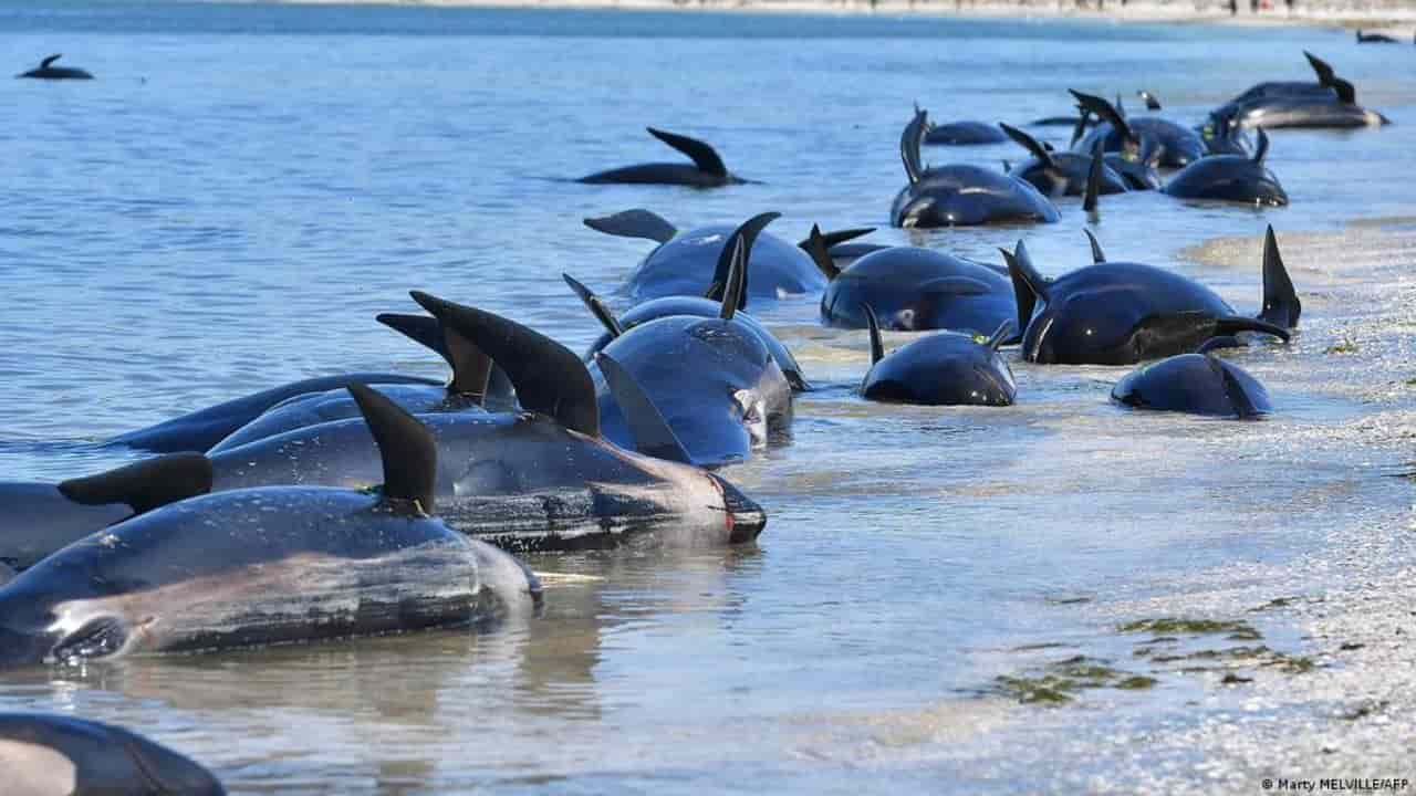 Continua la morìa di balene in Nuova Zelanda altre 240 morte spiaggiate - meteoweek.com-min