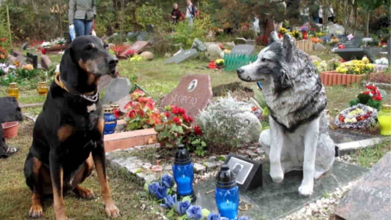 Creazione di cimiteri per animali da compagnia, approvata la legge in Lombardia - meteoweek.com