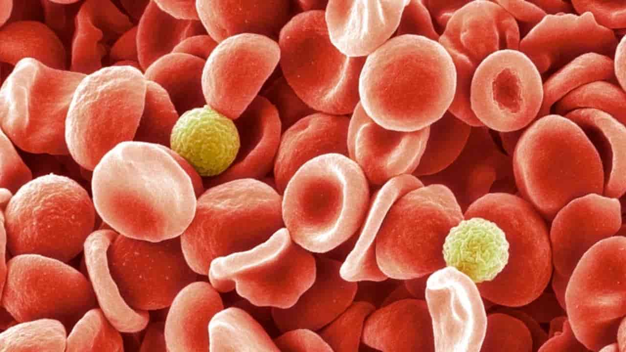 Scoperto nuovo gruppo sanguigno, si chiama ER permetterà di prevenire malattie del sangue - meteoweek.com